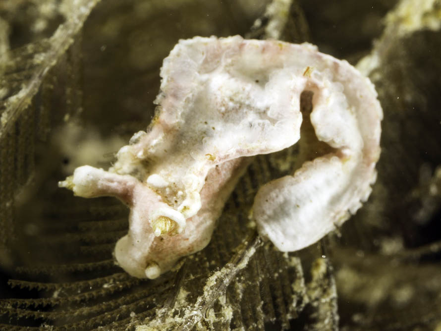 Lomanotus sp. W